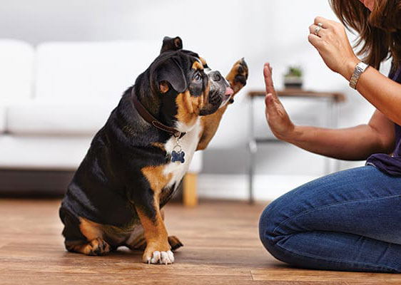 آموزش و تربیت